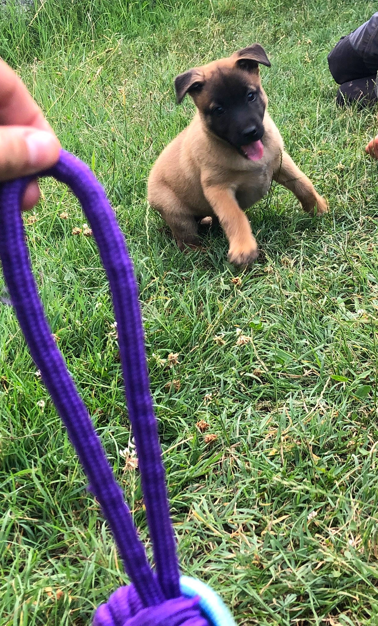 Bonnie participe au concours pour gagner de l'argent avec cette photo : blue, carnivore, companion_dog, dog, dog_breed, electric_blue, fawn, grass, grassland, guard_dog, hose, lawn, molosser, people_in_nature, plant, sporting_group, toy_dog, working_animal, working_dog, yard