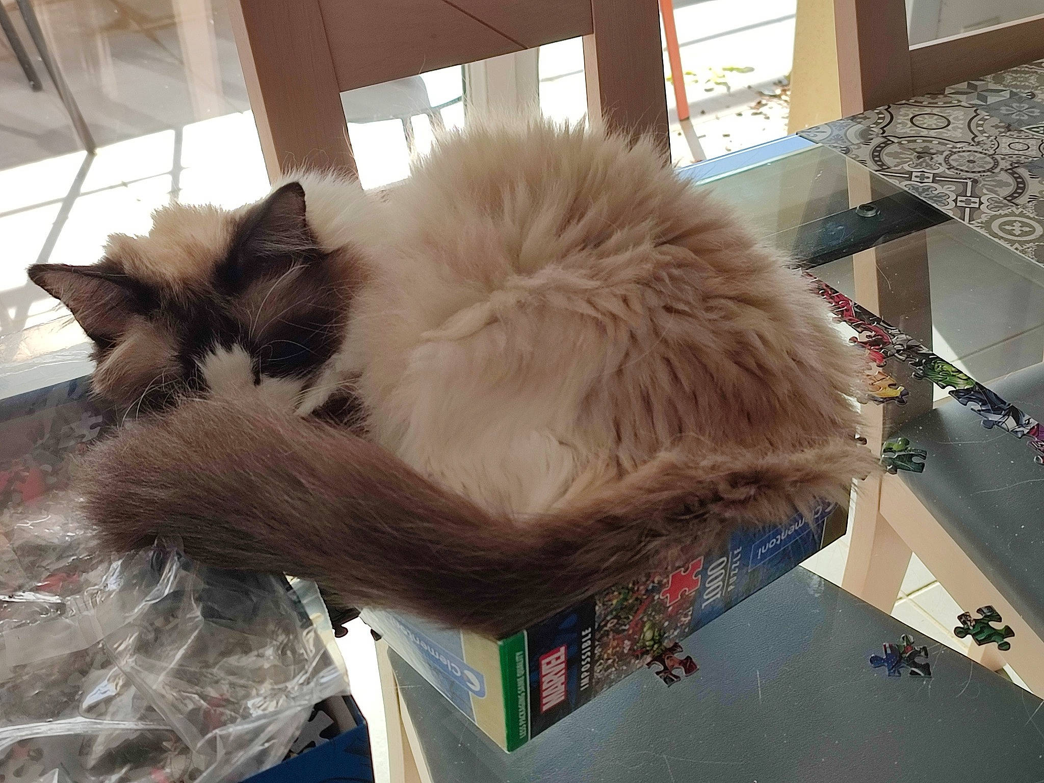 Nougatine participe au concours pour gagner de l'argent avec cette photo : box, british_longhair, canidae, cardboard, carnivore, cat, claw, companion_dog, fawn, felidae, fur, paw, plant, small_to_medium_sized_cats, snout, tail, terrestrial_animal, whiskers