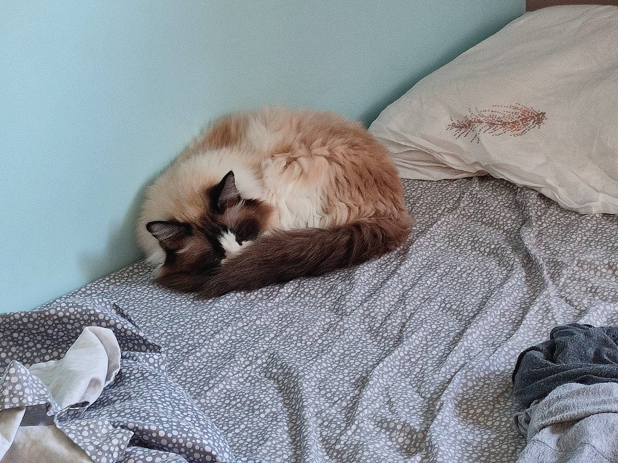 Nougatine participe au concours pour gagner de l'argent avec cette photo : carnivore, cat, comfort, companion_dog, dog_breed, domestic_short_haired_cat, duvet, fawn, felidae, fur, grey, linens, nap, paw, siamese, small_to_medium_sized_cats, tail, terrestrial_animal, whiskers