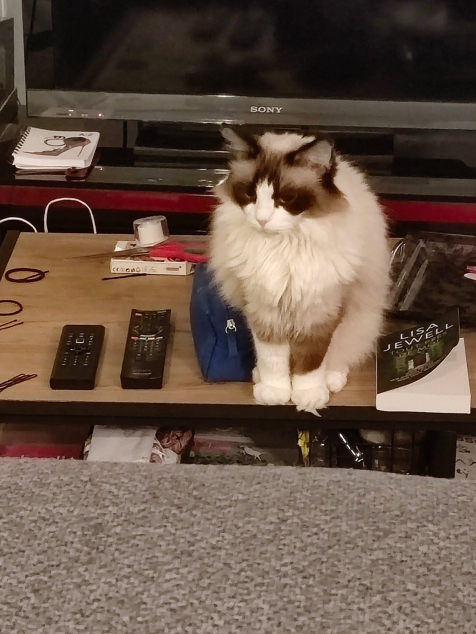 Nougatine a rejoint le concours — aidez-le/la à gagner de superbes lots ! asphalt, carnivore, cat, companion_dog, computer_keyboard, computer_monitor, fawn, felidae, fur, ragdoll, sitting, small_to_medium_sized_cats, tail, telephony, television, whiskers, wood