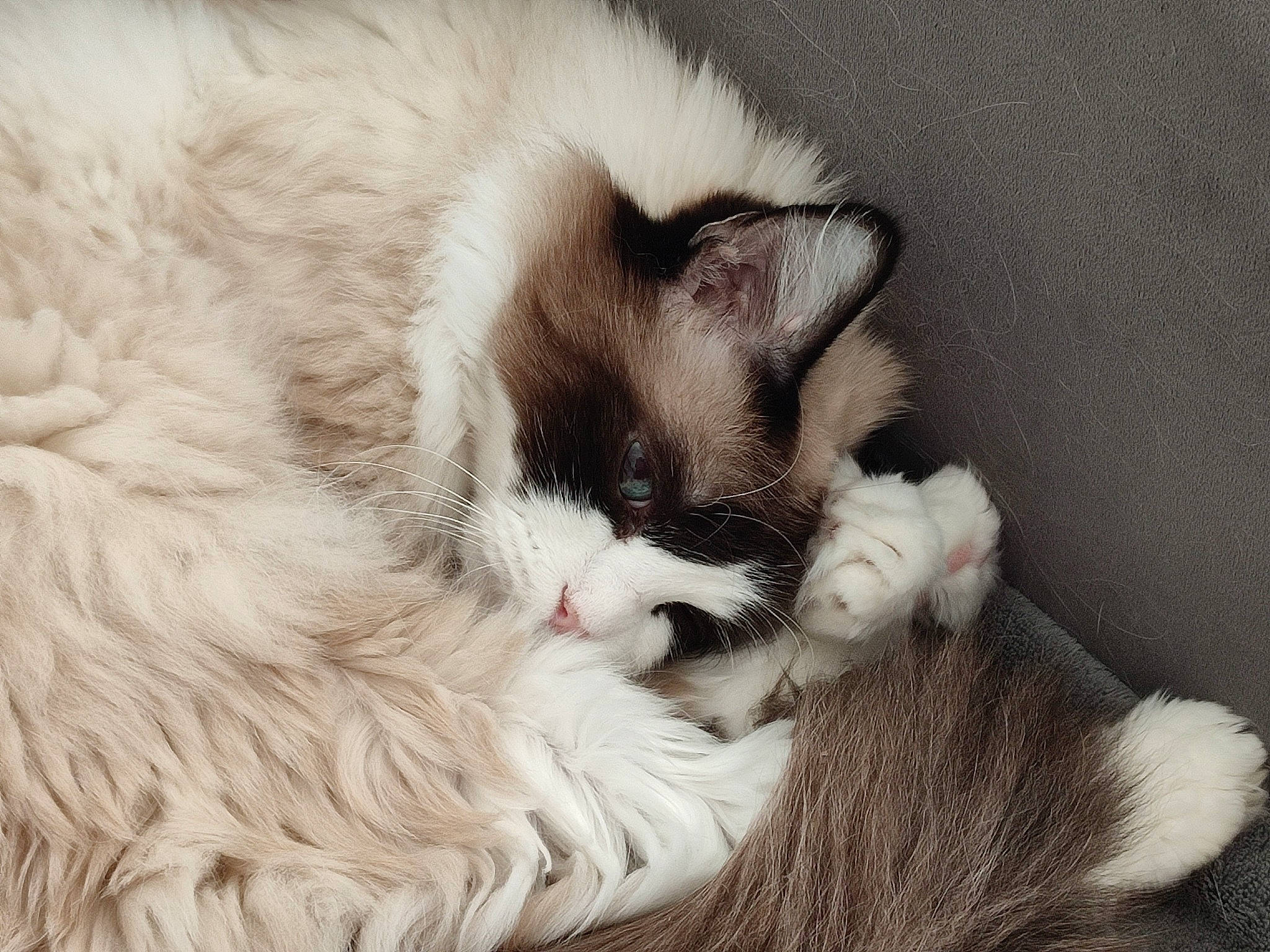 Nougatine a rejoint le concours — aidez-le/la à gagner de superbes lots ! carnivore, cat, cat_bed, claw, comfort, domestic_short_haired_cat, fang, fawn, felidae, fur, grey, nap, paw, photo_caption, sleep, small_to_medium_sized_cats, snout, tail, whiskers