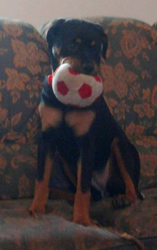 Roxy participe au concours pour gagner de l'argent avec cette photo : appenzeller_sennenhund, canidae, carnivore, companion_dog, dog, dog_breed, german_pinscher, guard_dog, mammal, miniature_pinscher, pinscher, puppy, rottweiler, transylvanian_hound, vertebrate, working_dog