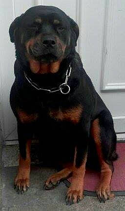 Roxy a rejoint le concours — aidez-le/la à gagner de superbes lots ! ancient_dog_breeds, canidae, carnivore, companion_dog, dog, dog_breed, fawn, mammal, molosser, rottweiler, snout, sporting_group, vertebrate, working_dog