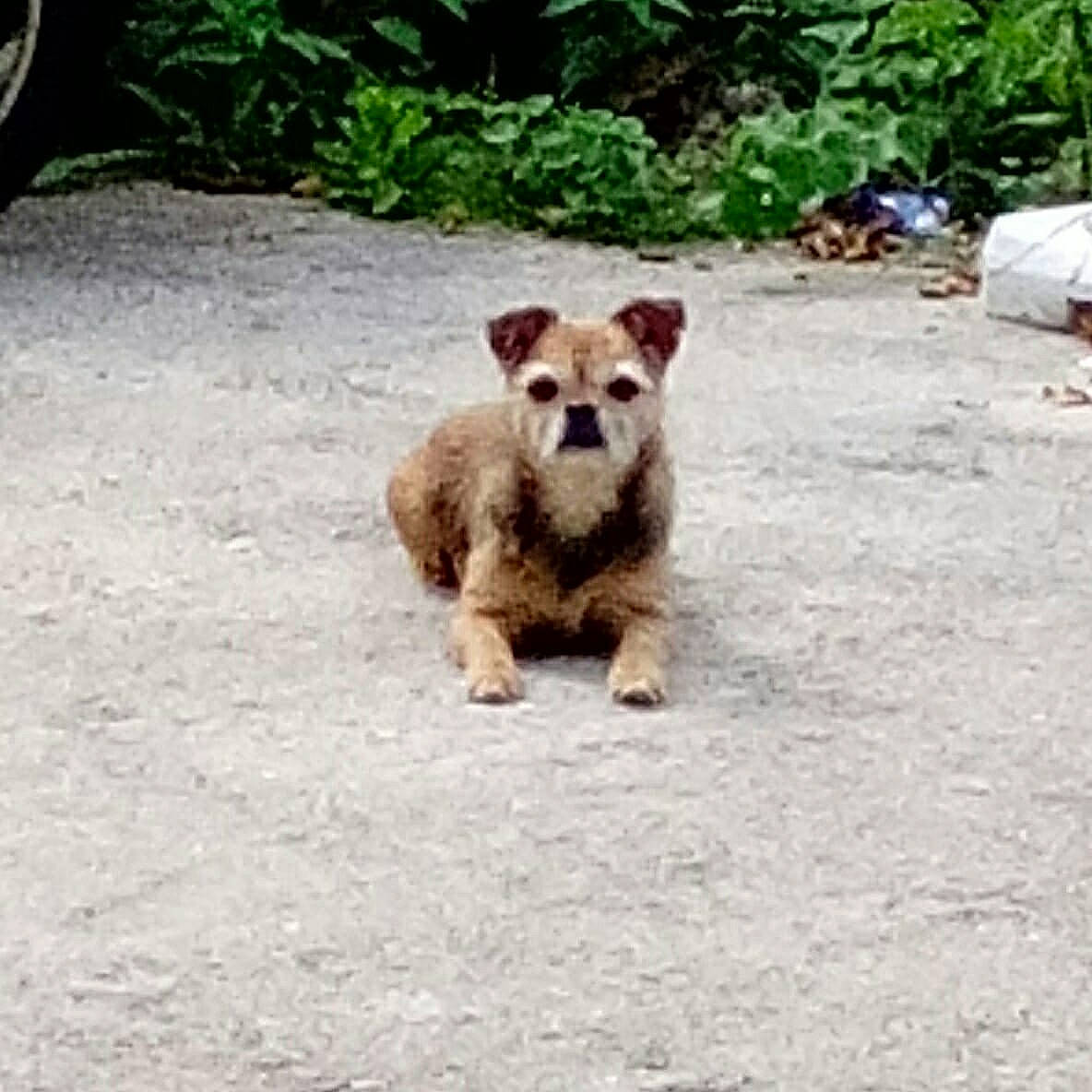 Roxy participe au concours pour gagner de l'argent avec cette photo : border_terrier, cairn_terrier, canidae, carnivore, companion_dog, dog, dog_breed, fawn, mammal, puppy, sporting_group, street_dog, vertebrate