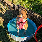 Bageeta is registered to the contest to win money with this photo: dog, pool, water, tongue, sunlight, grass, backyard, brick_wall, blue, pet, playful, outdoor, summer, canine, happy, tongue_out, sunny, collar, hose, metal_bowl
