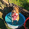 dog, pool, water, tongue, sunlight, grass, backyard, brick_wall, blue, pet, playful, outdoor, summer, canine, happy, tongue_out, sunny, collar, hose, metal_bowl