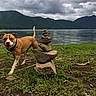 Bageeta joined the competition — help win amazing prizes! dog, rock_stack, grass, lake, mountains, cloudy_sky, outdoor, nature, animal, walking, collar, water, landscape, scenic, pet, brown_dog, white_dog, ground, daytime, peaceful