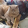 cat, fluffy, outdoor, wooden_planks, bucket, black_plastic_bag, clutter, pet, animal, feline, fur, paws, resting, nature, garden, messy, eye_reflection, closeup, domestic_animal, relaxed