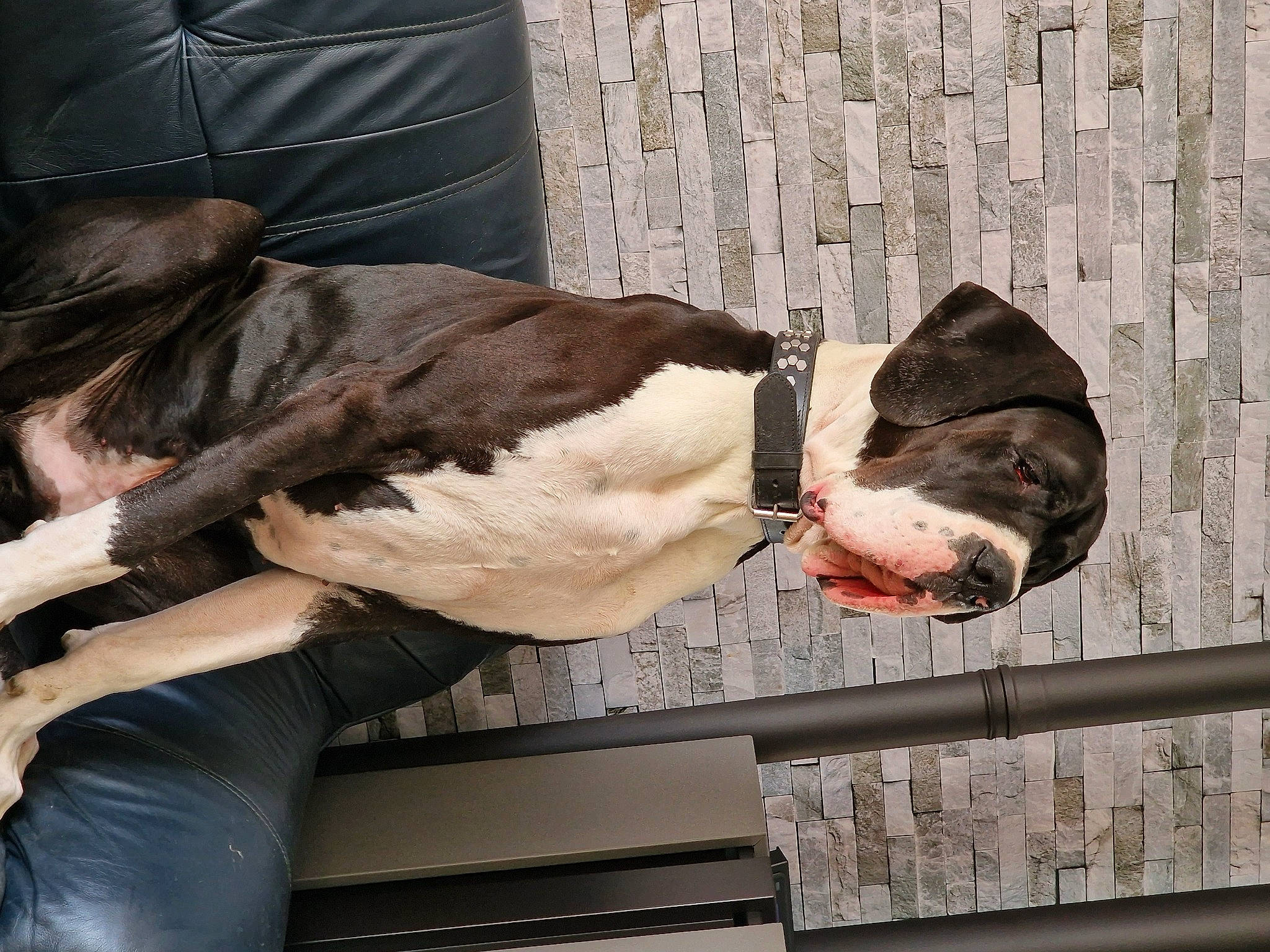 Sergio participe au concours pour gagner de l'argent avec cette photo : beak, bird, comfort, eyewear, feather, flesh, foot, fur, gesture, human_leg, mammal, perching_bird, pigeons_and_doves, rock_dove, sporting_group, sunglasses, tail, vertebrate, wing, wood