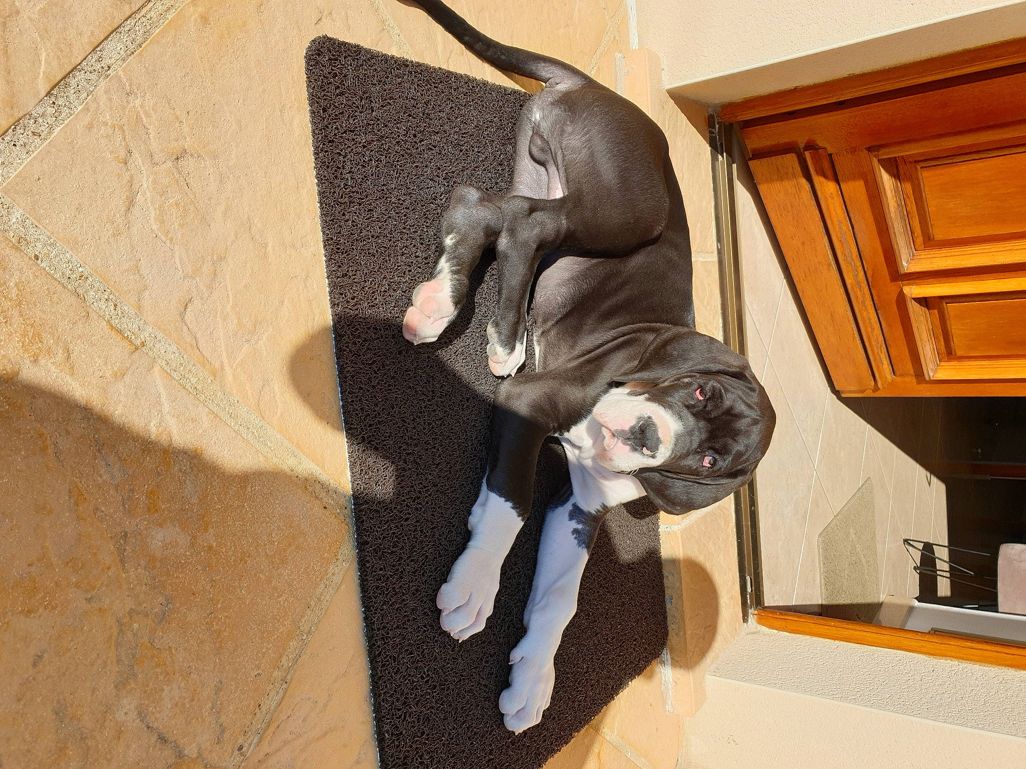 Sergio a rejoint le concours — aidez-le/la à gagner de superbes lots ! art, bronze_sculpture, cabinetry, carving, comfort, fawn, floor, flooring, fur, gesture, hardwood, house, monument, room, sculpture, shadow, statue, tail, visual_arts, wood