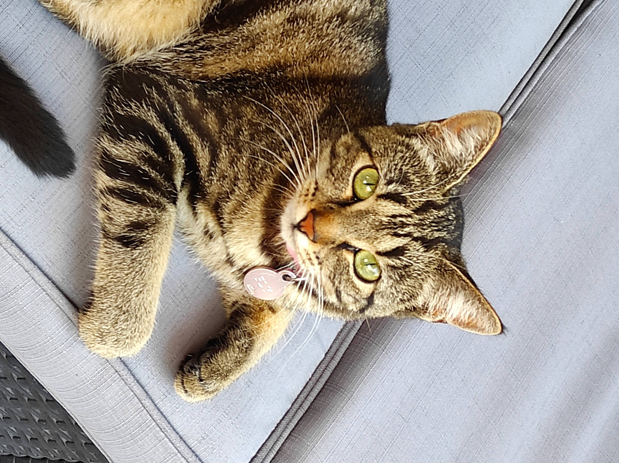 Fly participe au concours pour gagner de l'argent avec cette photo : carnivore, cat, claw, domestic_short_haired_cat, ear, felidae, foot, fur, paw, small_to_medium_sized_cats, snout, tail, terrestrial_animal, whiskers