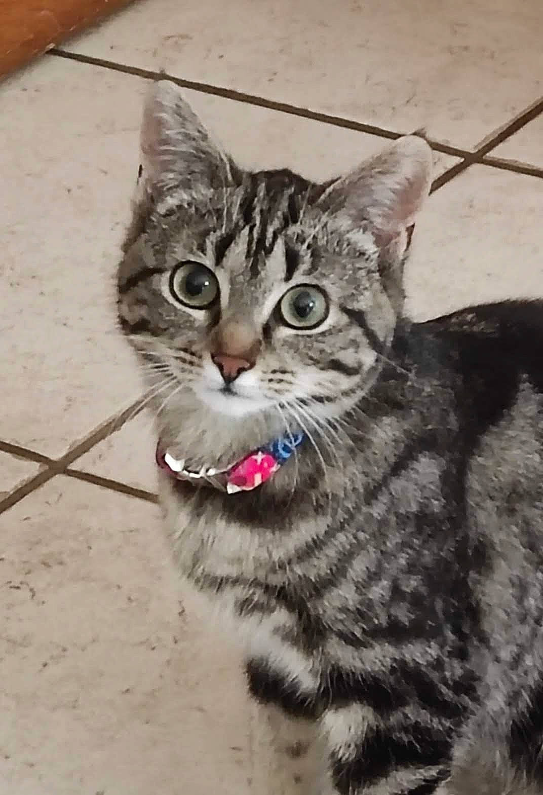 Fly participe au concours pour gagner de l'argent avec cette photo : carnivore, cat, claw, domestic_short_haired_cat, felidae, fur, paw, small_to_medium_sized_cats, snout, tail, terrestrial_animal, vertebrate, whiskers