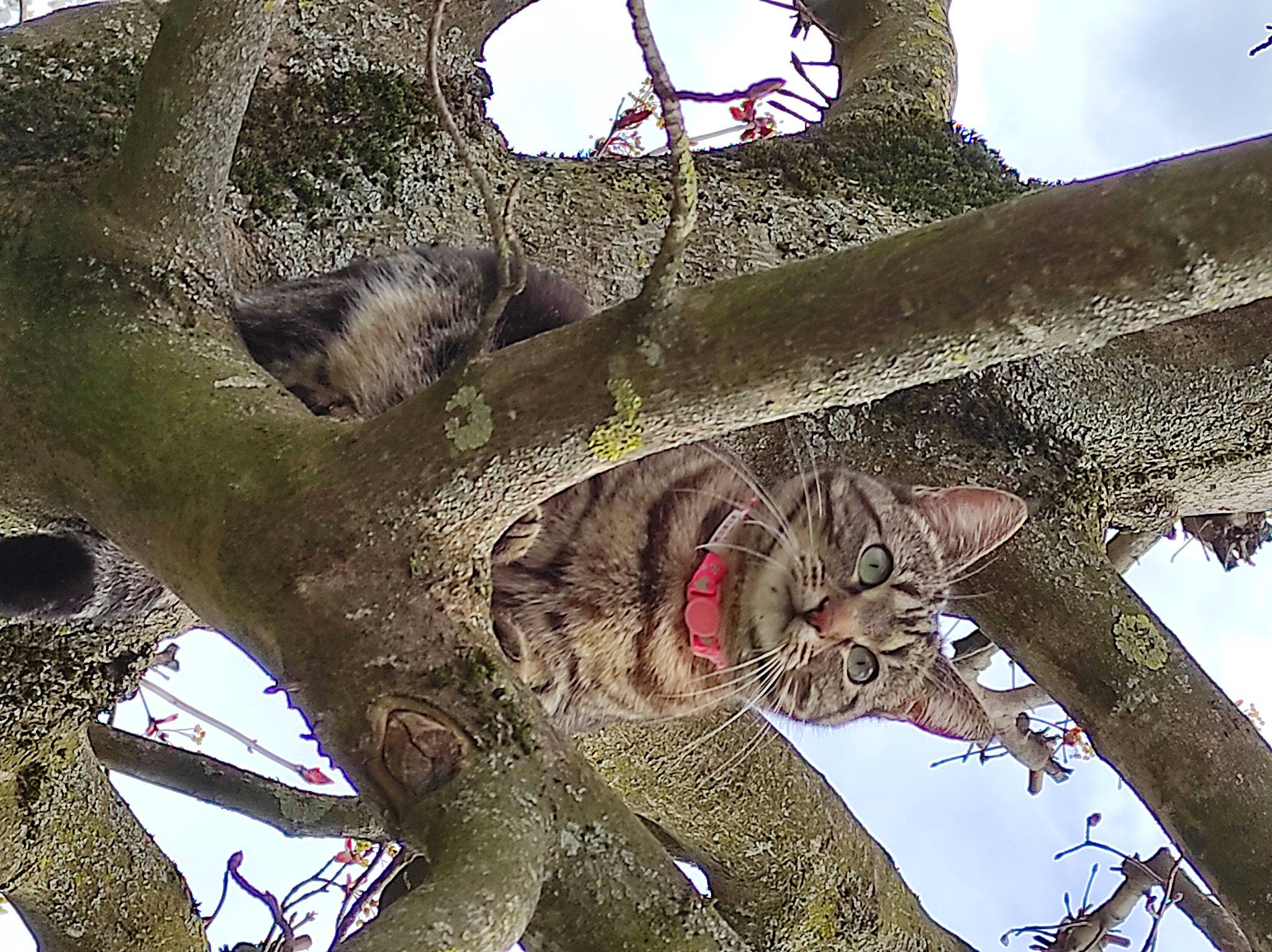 Fly participe au concours pour gagner de l'argent avec cette photo : branch, plant, plant_stem, sky, terrestrial_animal, tree, trunk, twig, wood, woody_plant