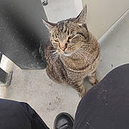 Raja joined the competition — help win amazing prizes! cat, tabby_cat, animal, pet, floor, concrete, black_pants, boots, person, legs, outdoor, post, wall, whiskers, fur, sitting, looking_away, closeup, gray, casual