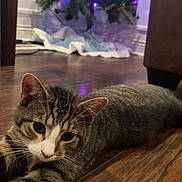 Doobie joined the competition — help win amazing prizes! animal, cat, chair, christmas_lights, christmas_tree, cozy, cute, decorations, ears, festive, floor, furniture, holiday, home, indoor, pet, relaxed, tabby_cat, whiskers, wooden_floor