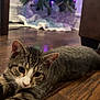 animal, cat, chair, christmas_lights, christmas_tree, cozy, cute, decorations, ears, festive, floor, furniture, holiday, home, indoor, pet, relaxed, tabby_cat, whiskers, wooden_floor