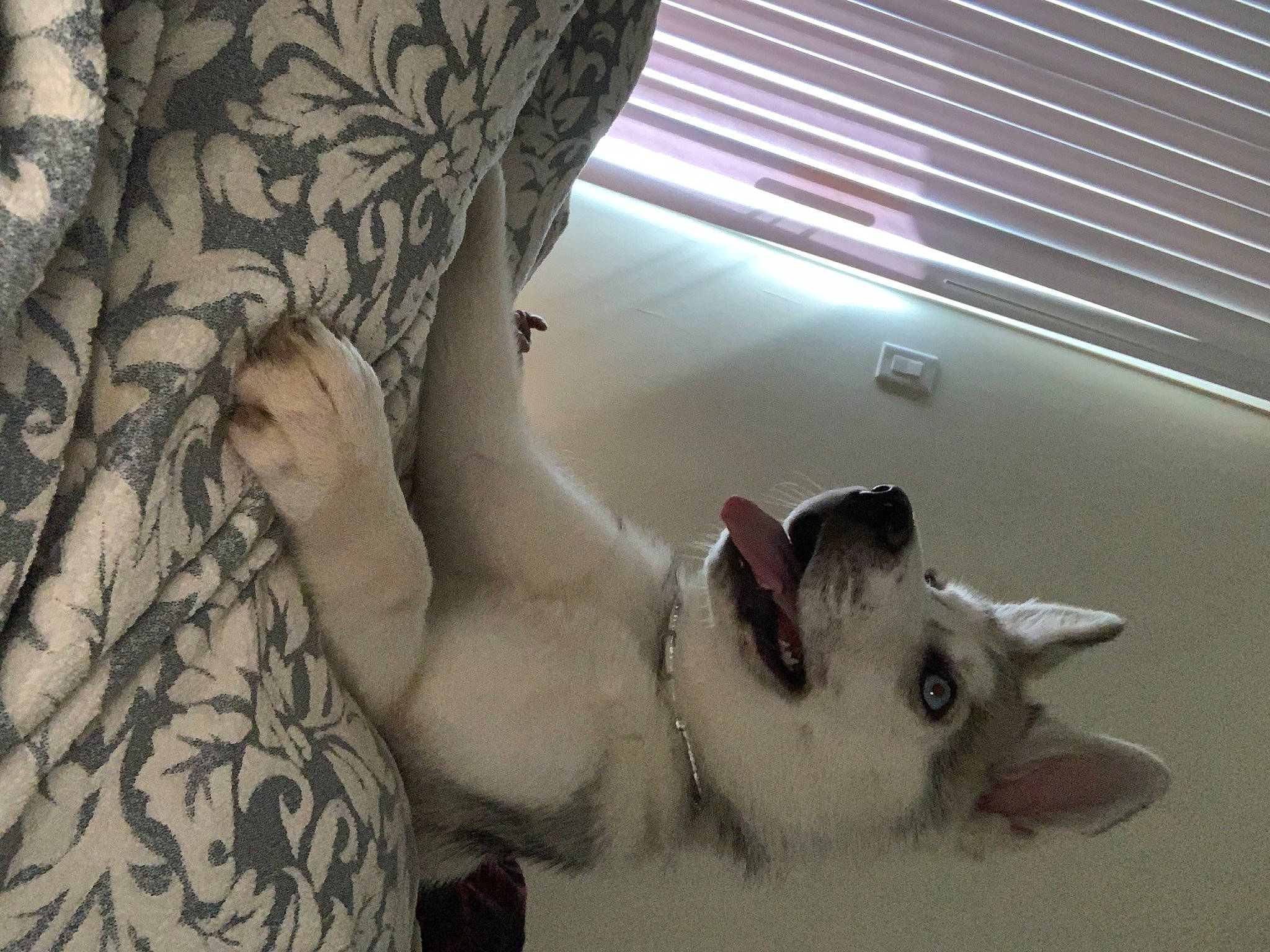 Nala is registered to the contest to win money with this photo: carnivore, cat, dog_breed, felidae, fur, interior_design, paw, small_to_medium_sized_cats, snout, terrestrial_animal, whiskers, window_blind, window_covering, window_treatment