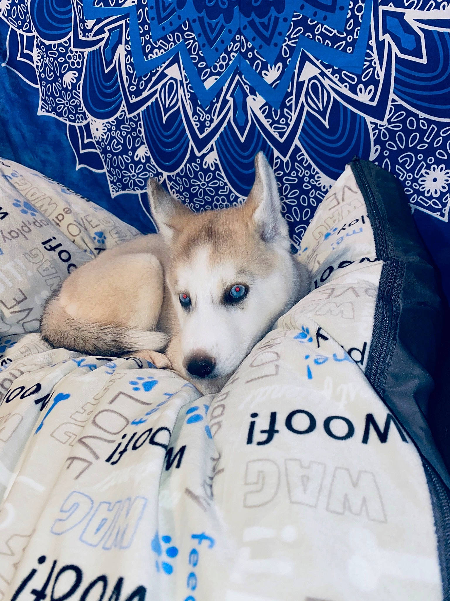 Nala joined the competition — help win amazing prizes! blue, canidae, carnivore, dog, dog_breed, dog_supply, linens, snout, working_dog