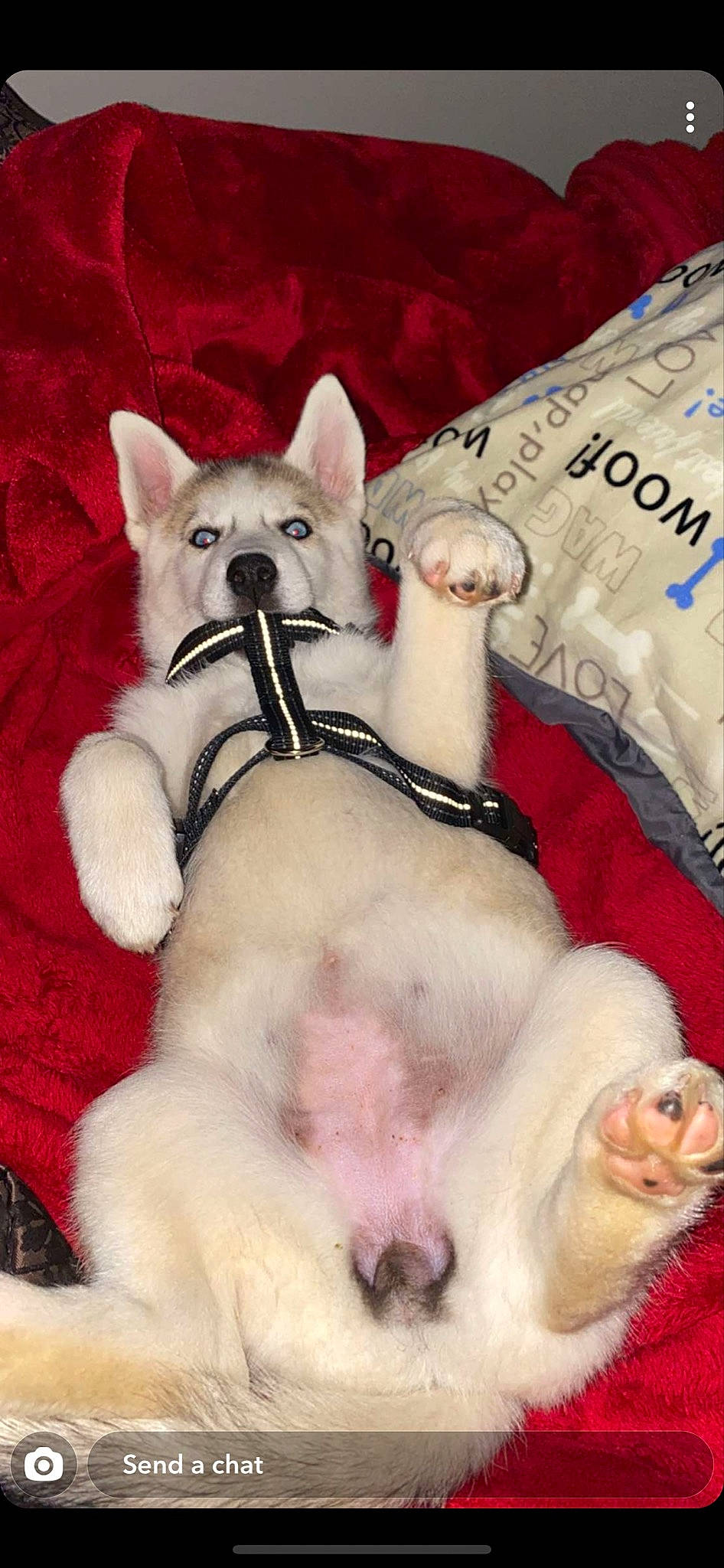 Nala is registered to the contest to win money with this photo: ancient_dog_breeds, canidae, carnivore, collar, companion_dog, dog, dog_breed, dog_supply, fur, non_sporting_group, paw, pet_supply, snout, sporting_group, terrestrial_animal, vertebrate, white_shepherd, working_animal, working_dog
