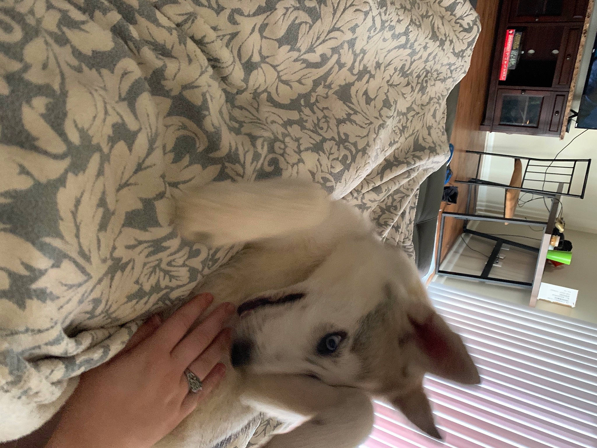 Nala is registered to the contest to win money with this photo: beige, canidae, carnivore, comfort, companion_dog, dog, dog_breed, fawn, home, interior_design, living_room, nail, non_sporting_group, puppy, skin, snout, sporting_group, wallpaper, working_animal, working_dog