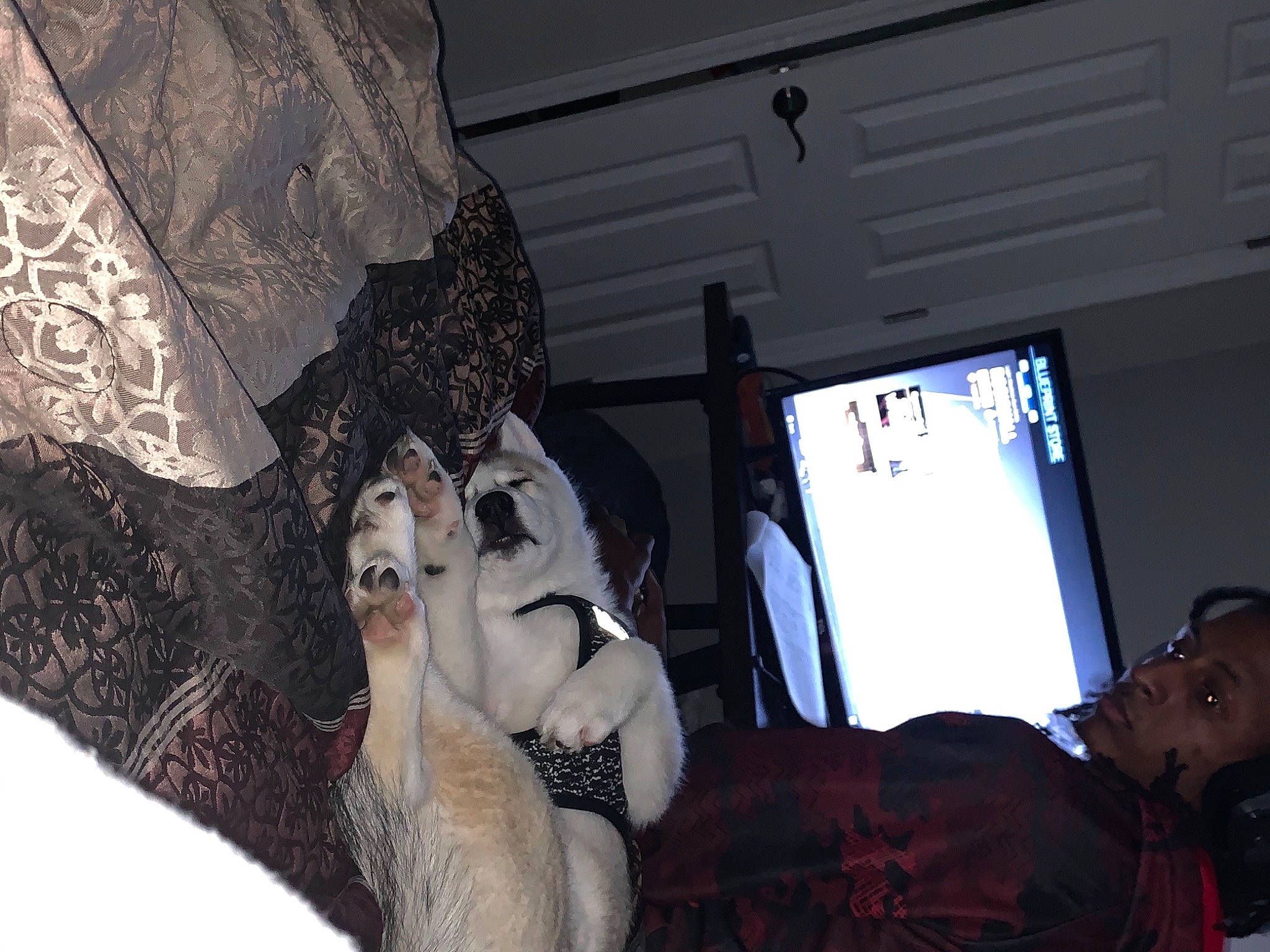 Nala joined the competition — help win amazing prizes! canidae, carnivore, comfort, couch, display_device, dog, dog_breed, felidae, flat_panel_display, fur, jaw, multimedia, personal_computer, small_to_medium_sized_cats, tongue, umbrella