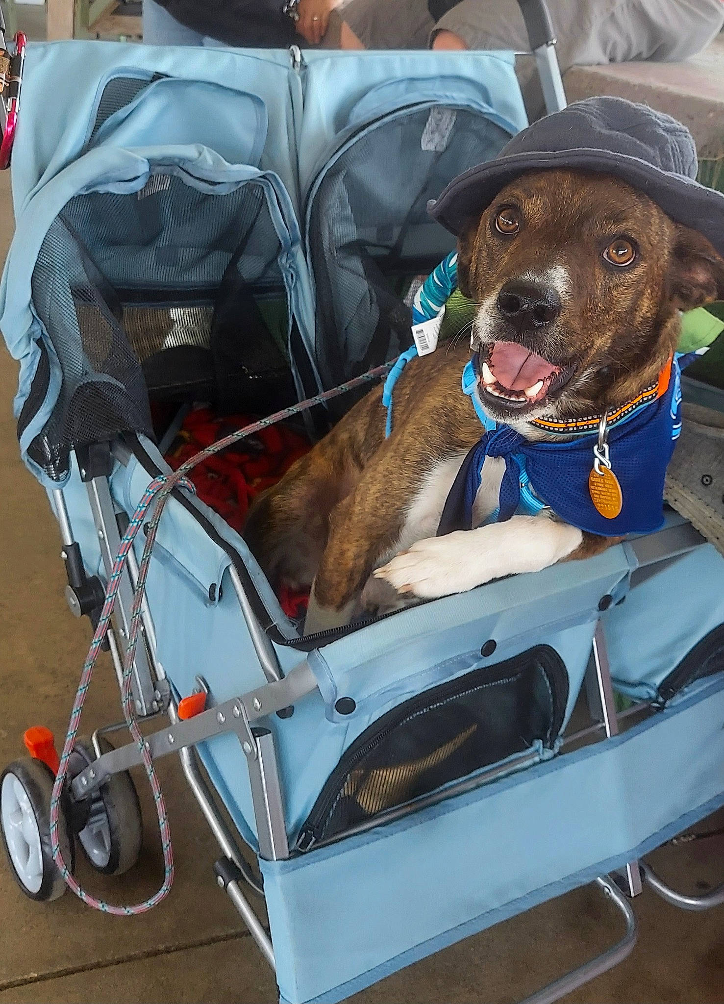 Ruger is registered to the contest to win money with this photo: auto_part, automotive_exterior, bicycle_trailer, car, car_seat, car_seat_cover, carnivore, collar, companion_dog, dog, dog_breed, dog_collar, fender, liver, motor_vehicle, sporting_group, tire, vehicle, vehicle_door, wheel
