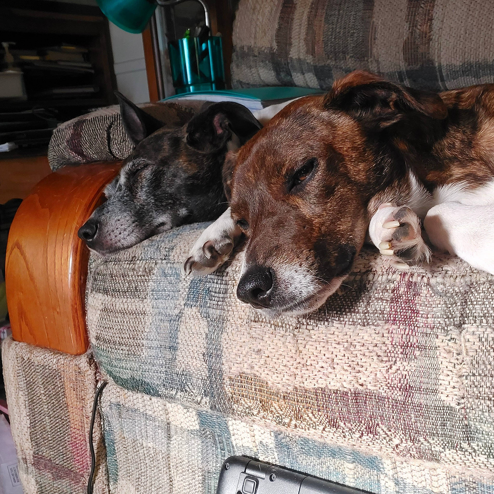 Ruger is registered to the contest to win money with this photo: canidae, carnivore, chair, comfort, companion_dog, couch, dog, dog_breed, fawn, fur, liver, snout, sporting_group, street_dog, treeing_tennessee_brindle, whiskers, working_animal