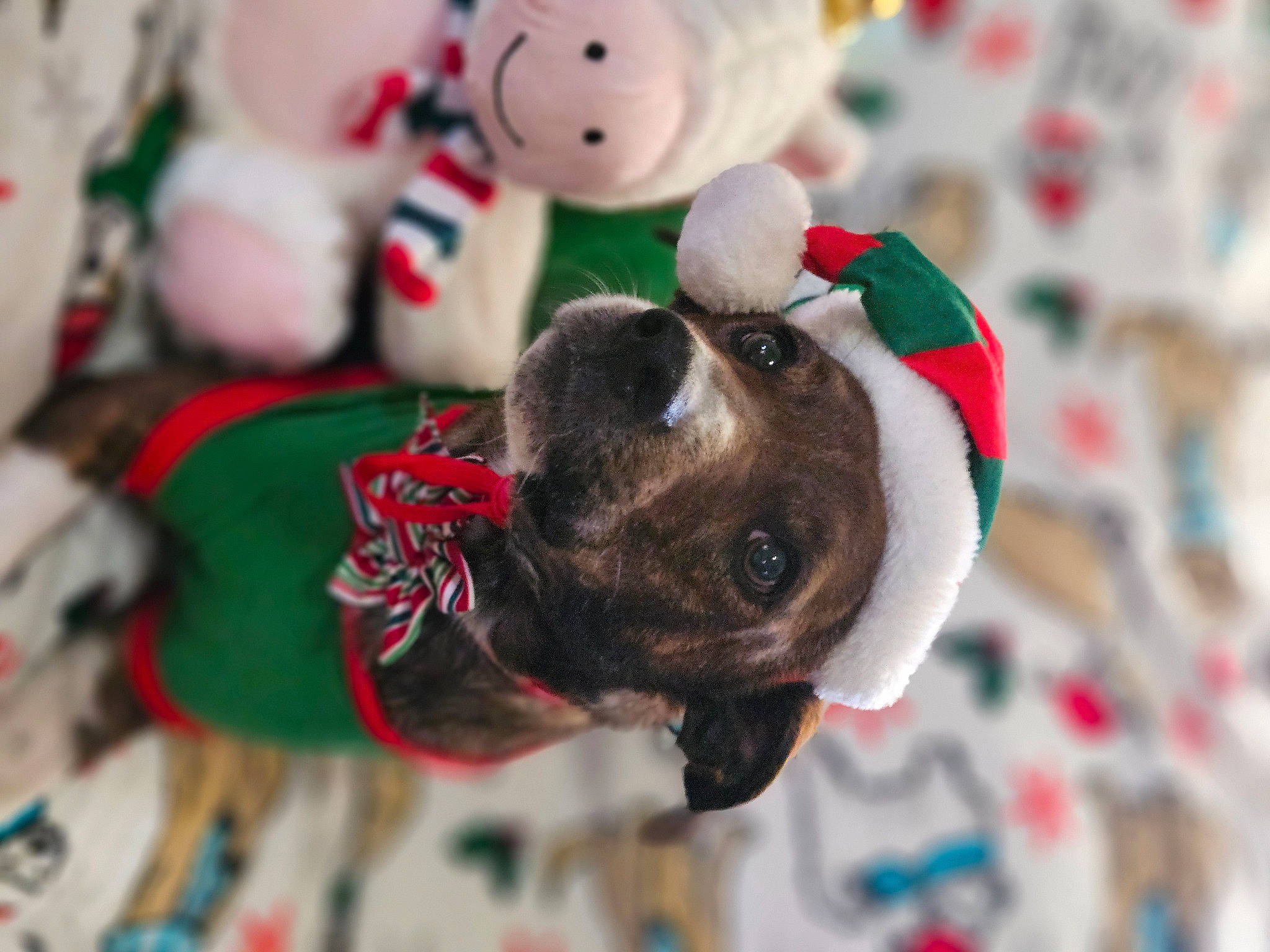 Ruger joined the competition — help win amazing prizes! canidae, carmine, carnivore, christmas, collar, companion_dog, dog, dog_breed, dog_clothes, dog_collar, dog_supply, event, fashion_accessory, fawn, fur, snout, stuffed_toy, toy, white, working_animal