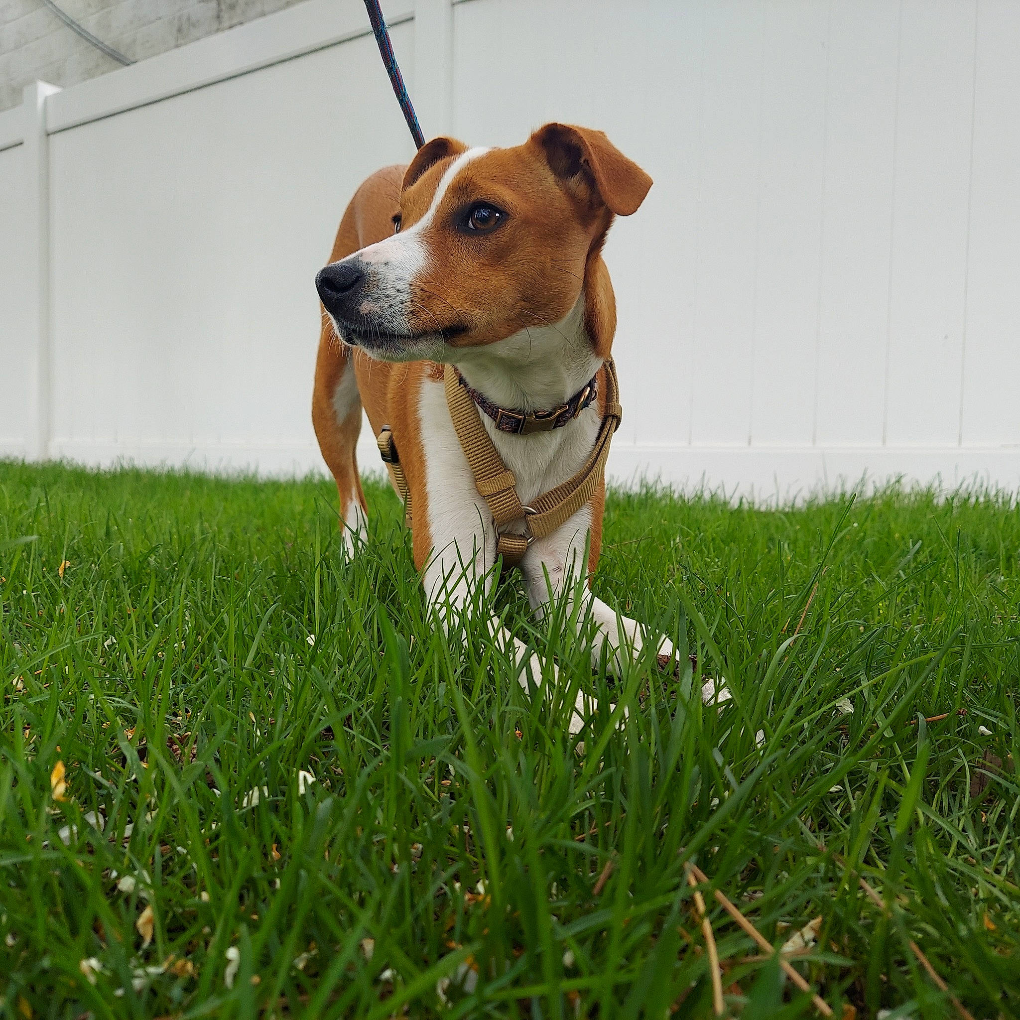 Cash is registered to the contest to win money with this photo: ball, carnivore, companion_dog, dog, dog_breed, fawn, field, football, grass, grassland, hound, lawn, meadow, pasture, people_in_nature, plant, prairie, sporting_group, whiskers, working_animal