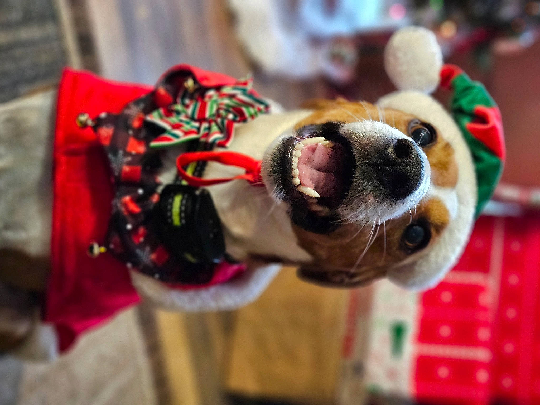 Cash joined the competition — help win amazing prizes! carnivore, christmas_ornament, collar, companion_dog, dog_breed, dog_supply, event, eyewear, fashion_accessory, fawn, fun, fur, leash, ornament, plant, stuffed_toy, sunglasses, textile, toy, working_animal