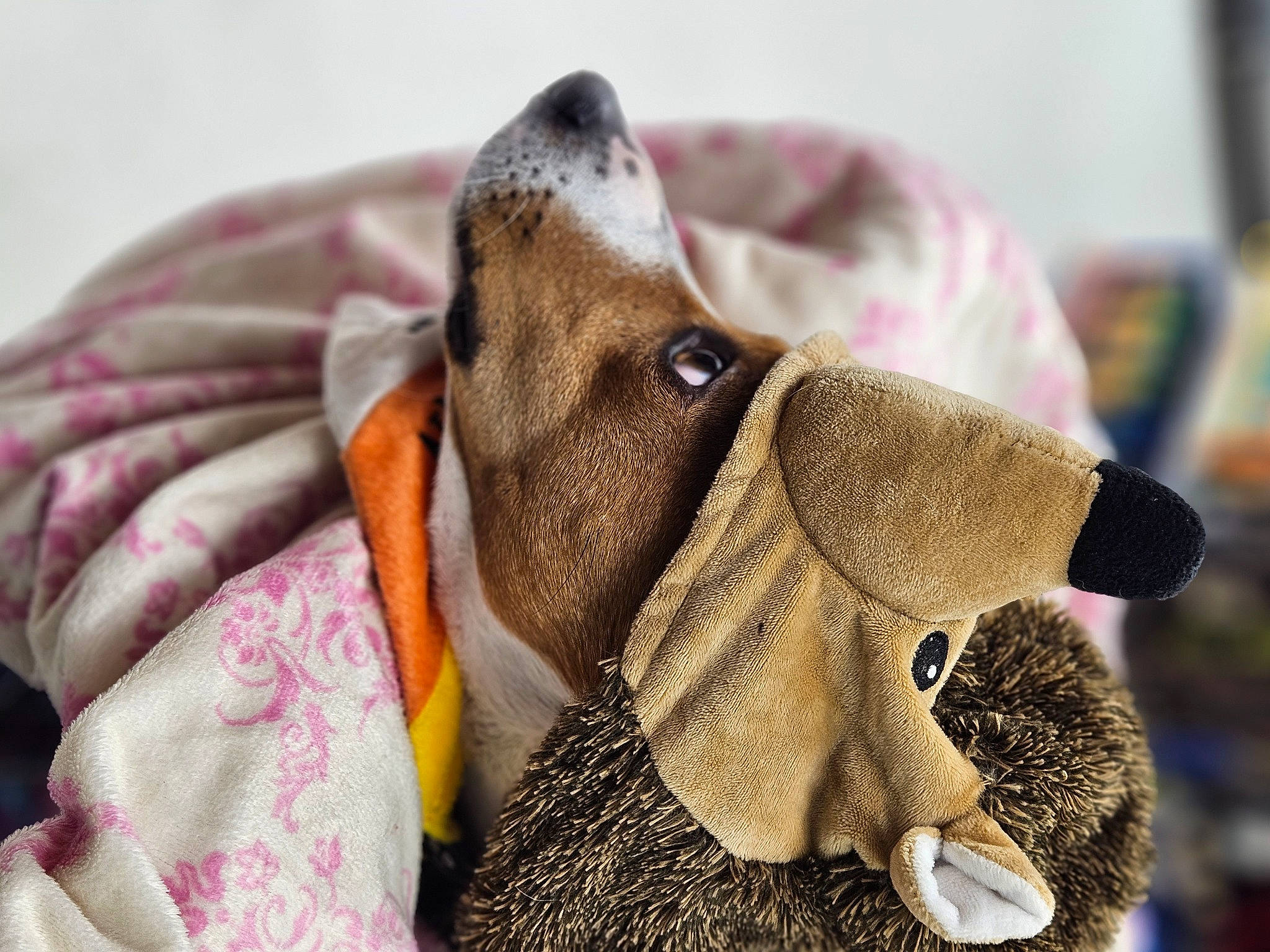 Cash joined the competition — help win amazing prizes! art, carmine, comfort, dog, dog_breed, elephant, fashion_accessory, fawn, fur, grey, linens, magenta, pattern, pink, snout, stuffed_toy, terrestrial_animal, wool, working_animal, wrinkle