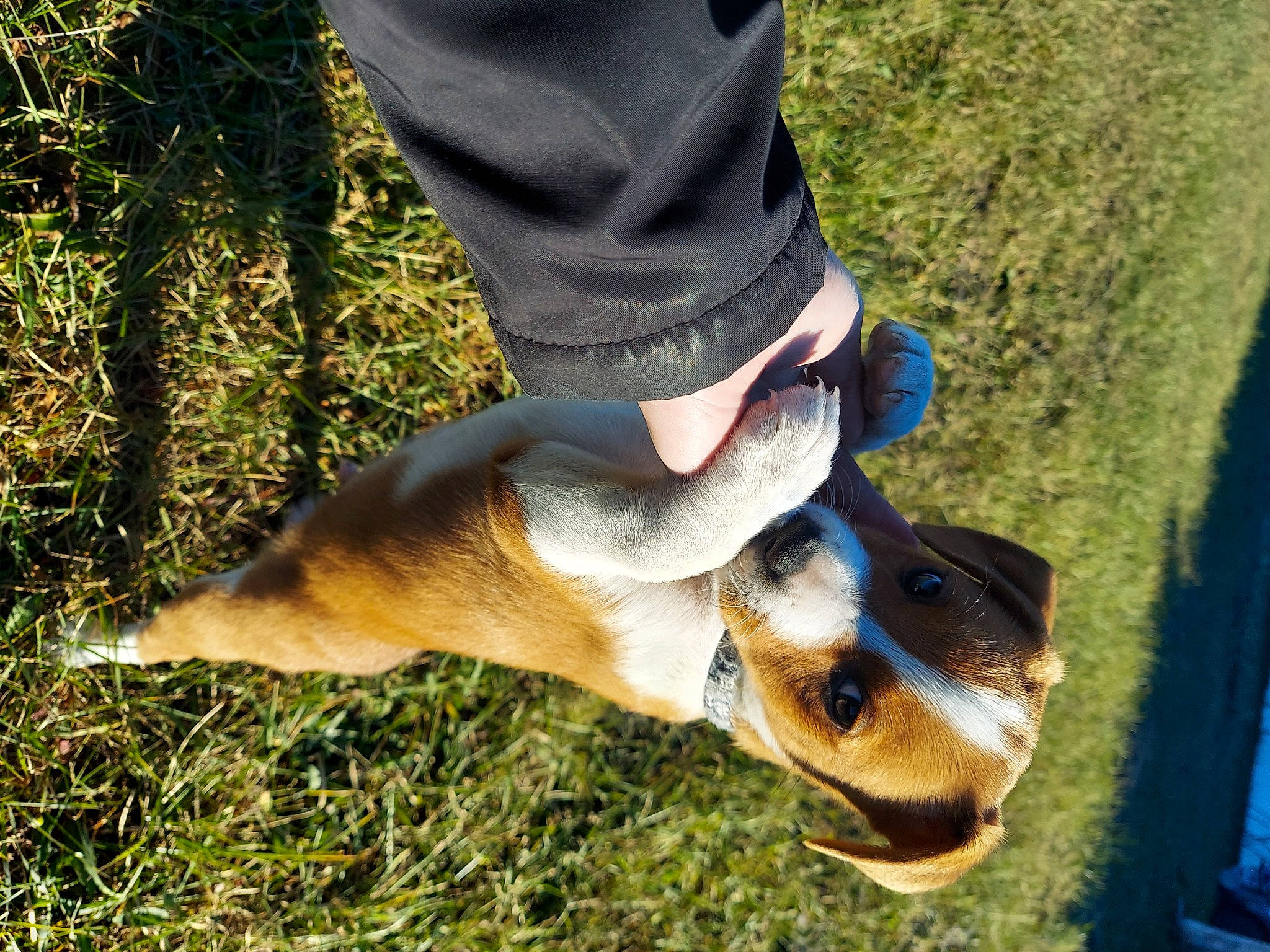 Cash is registered to the contest to win money with this photo: barefoot, carnivore, companion_dog, denim, dog, dog_breed, electric_blue, fawn, foot, grass, human_leg, knee, people_in_nature, plant, snout, soil, sporting_group, tail, thigh, tree