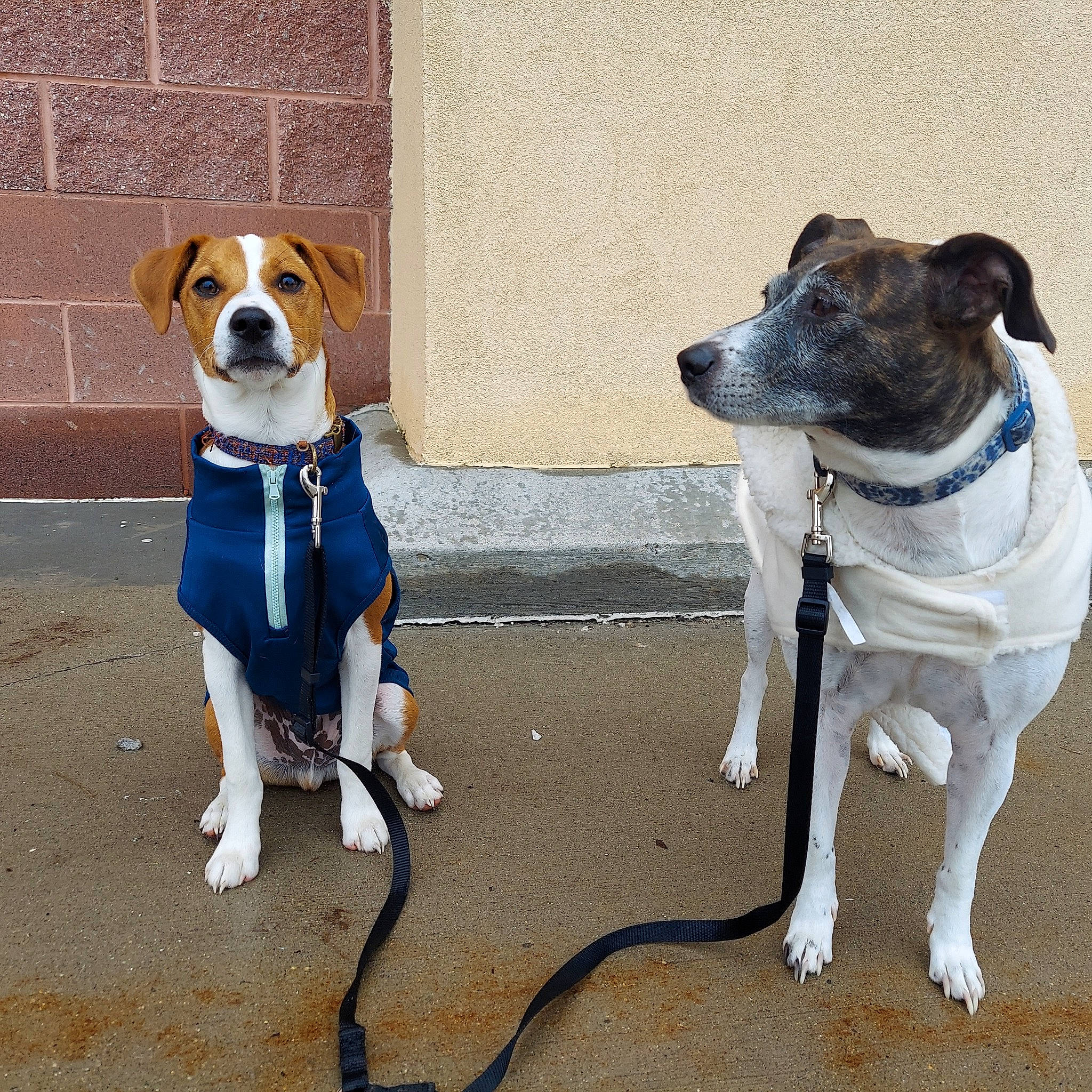 Cash is registered to the contest to win money with this photo: ancient_dog_breeds, canidae, carnivore, collar, companion_dog, dog, dog_breed, dog_collar, dog_supply, fashion_accessory, fawn, fur, leash, non_sporting_group, pet_supply, snout, sporting_group, tail, working_animal, working_dog