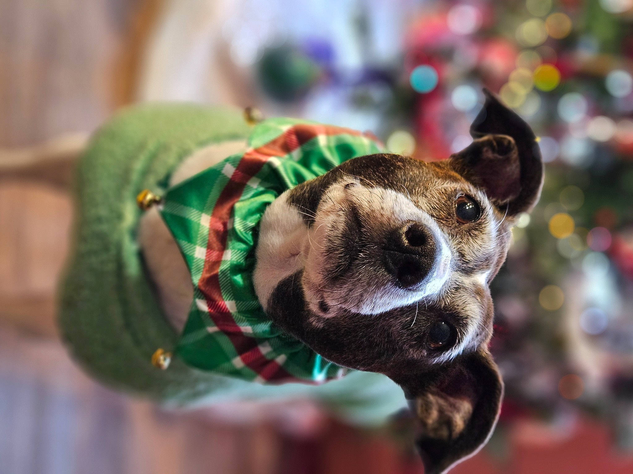 Bonnie is registered to the contest to win money with this photo: art, canidae, companion_dog, dog_breed, event, eyewear, fashion_accessory, fawn, fur, grass, head, metal, pattern, snout, stuffed_toy, sunglasses, terrestrial_animal, toy, whiskers, wildlife