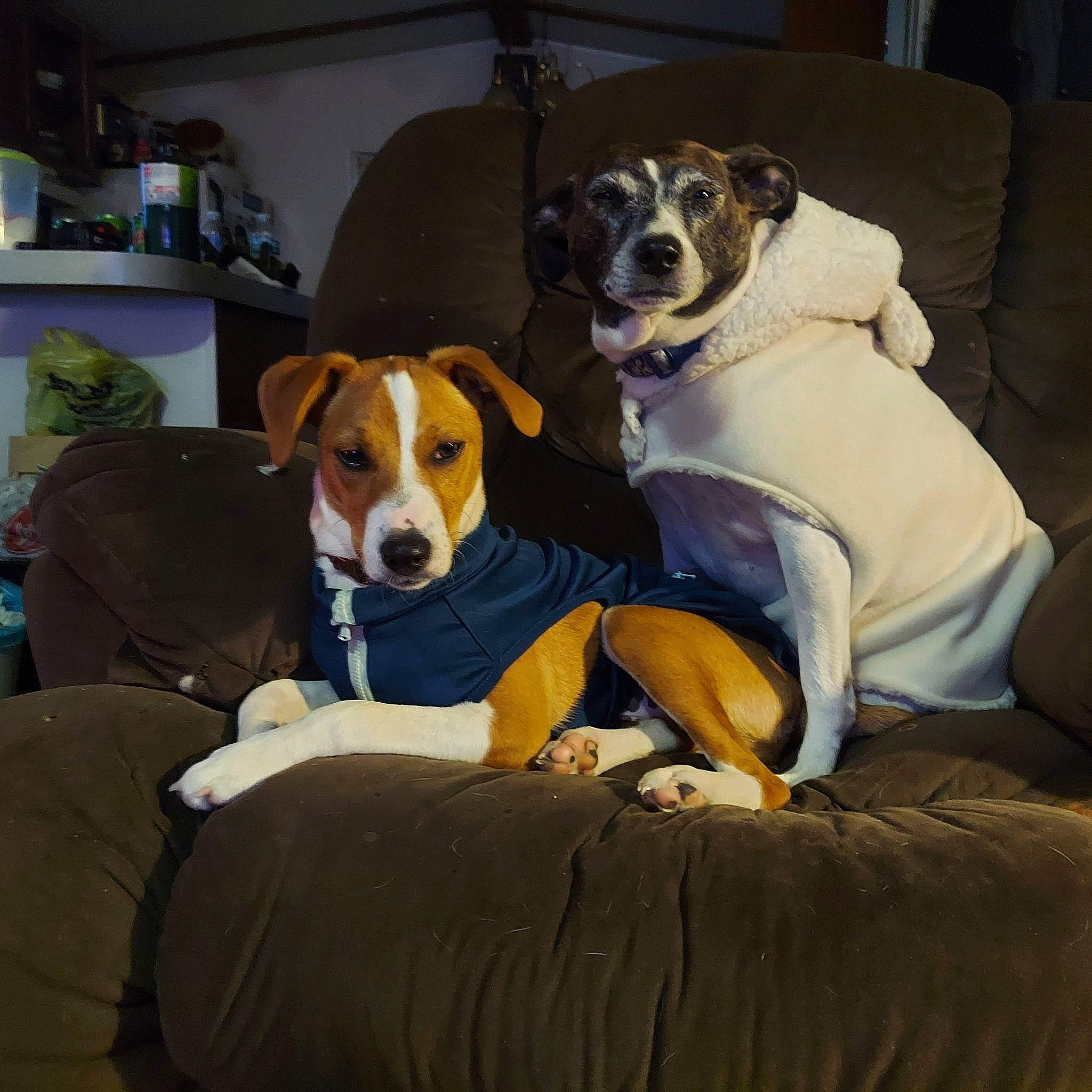 Bonnie is registered to the contest to win money with this photo: ancient_dog_breeds, beagle_harrier, canidae, carnivore, chair, comfort, companion_dog, couch, dog, dog_breed, dog_supply, fawn, hound, houseplant, hunting_dog, paw, scent_hound, shelf, sporting_group, working_animal