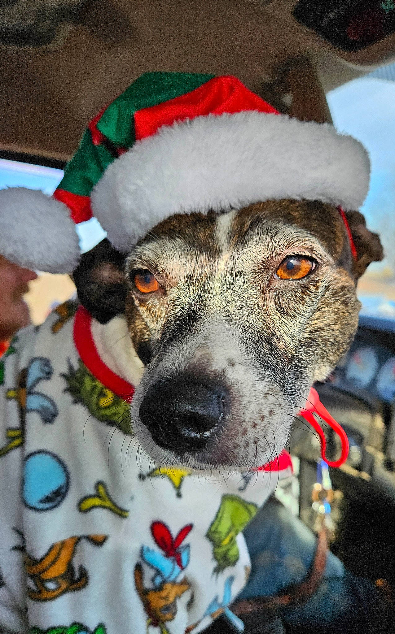 Bonnie is registered to the contest to win money with this photo: audio_equipment, carnivore, christmas, collar, companion_dog, costume_hat, dog, dog_breed, dog_clothes, dog_collar, event, fur, holiday, mammal, snout, sporting_group, whiskers, white, winter, working_animal