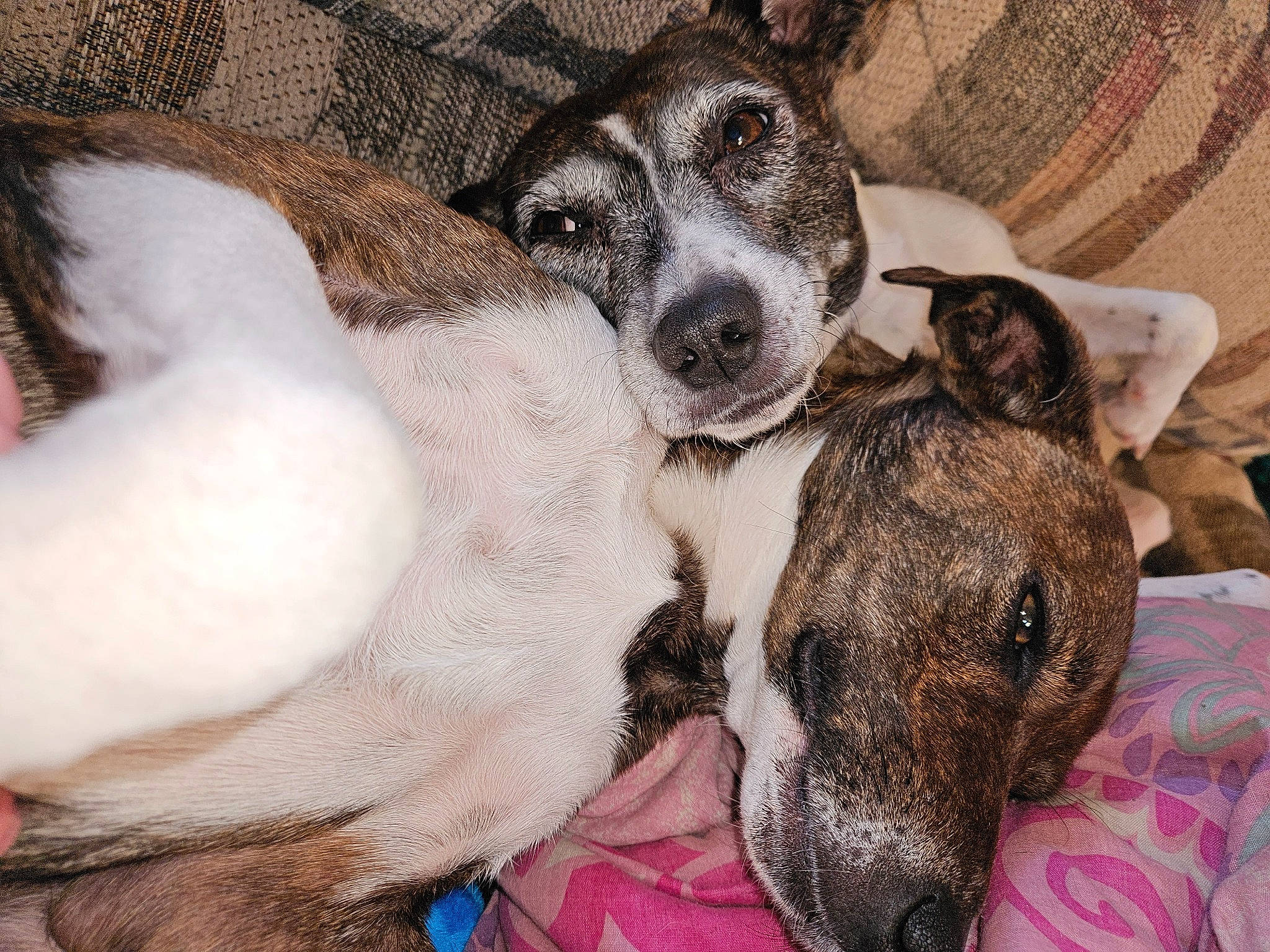 Bonnie joined the competition — help win amazing prizes! australian_cattle_dog, canidae, carnivore, collar, comfort, companion_dog, dog, dog_breed, fawn, fur, guard_dog, nap, paw, puppy_love, snout, sporting_group, street_dog, terrier, whiskers, working_animal