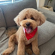 Gigi is registered to the contest to win money with this photo: animal, bandana, companion, couch, cozy, cute, dog, fluffy, furniture, groomed, happy, indoor, living_room, pet, poodle, red_bandana, relaxed, smiling, tongue_out, window_blinds