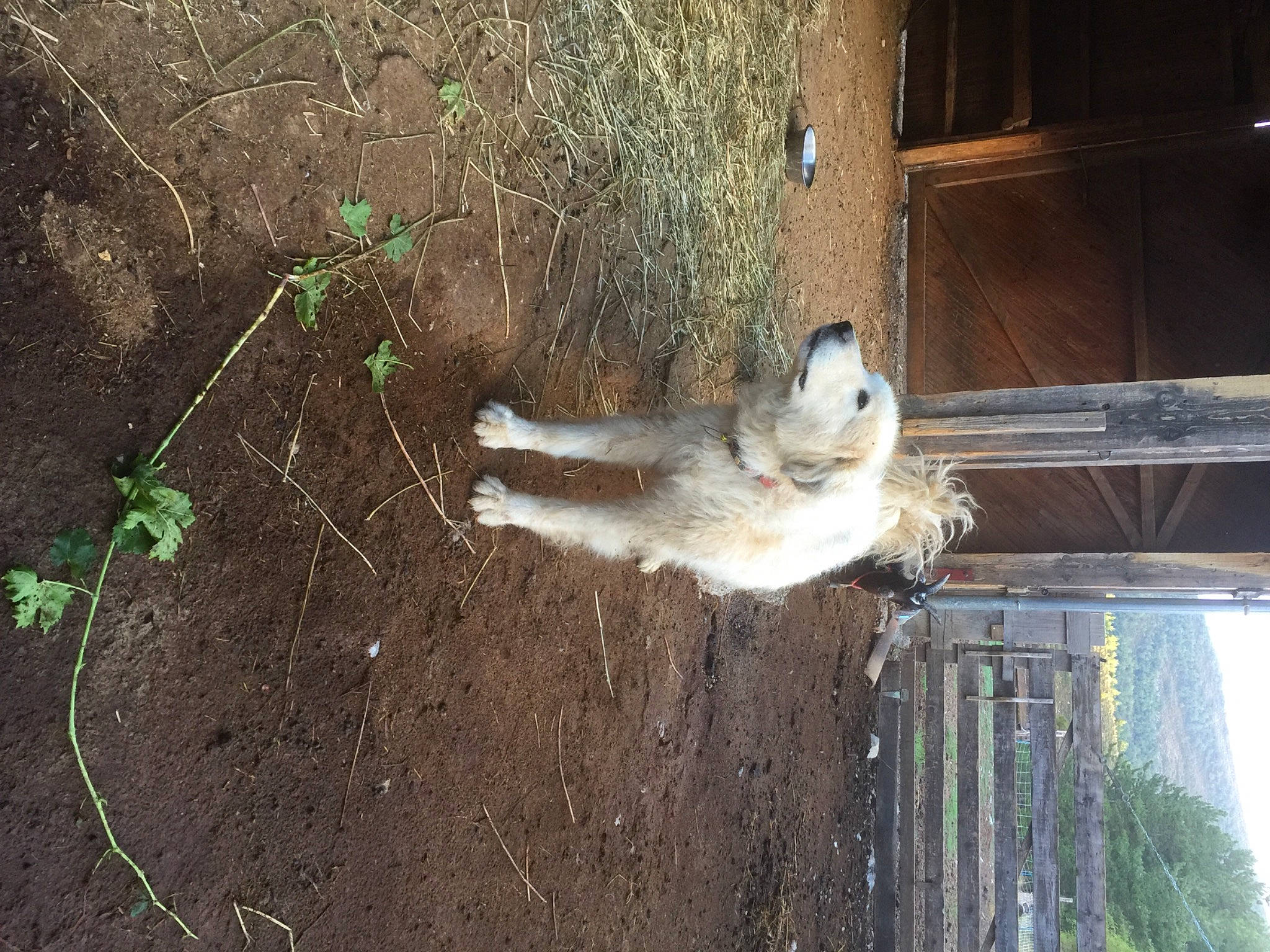 Houpi participe au concours pour gagner de l'argent avec cette photo : canidae, carnivore, concrete, dog_breed, fawn, felidae, fur, grass, marsupial, plant, road_surface, shadow, small_to_medium_sized_cats, soil, tail, terrestrial_animal, tree, trunk, whiskers, wood