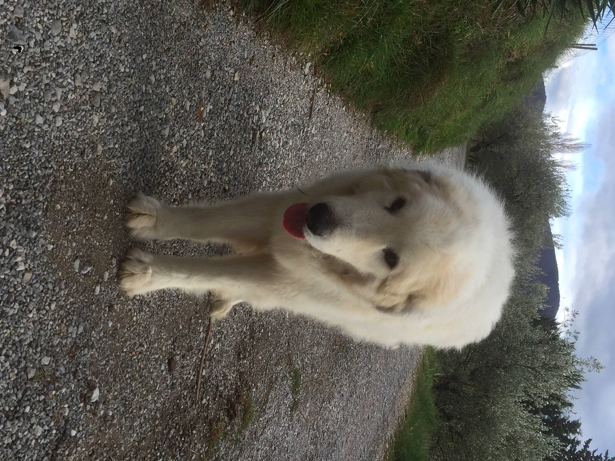 Houpi participe au concours pour gagner de l'argent avec cette photo : canidae, carnivore, cloud, dog, dog_breed, fur, paw, plant, sky, snout, soil, sporting_group, terrestrial_animal, tree, wildlife