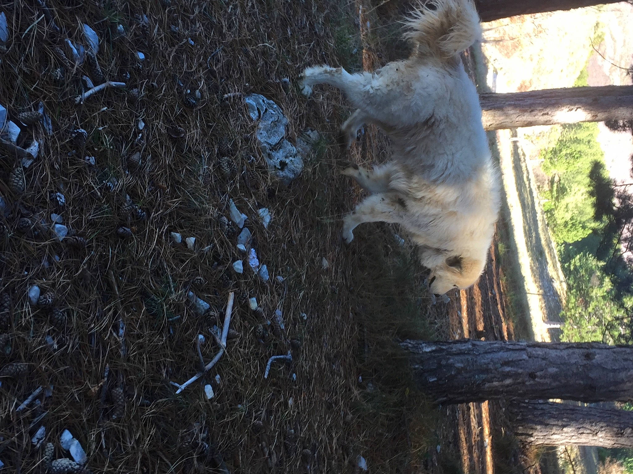 Houpi a rejoint le concours — aidez-le/la à gagner de superbes lots ! branch, canidae, carnivore, dog_breed, fawn, felidae, fur, grass, grey_squirrel, marsupial, plant, small_to_medium_sized_cats, snout, soil, sporting_group, tail, tree, trunk, twig, wood