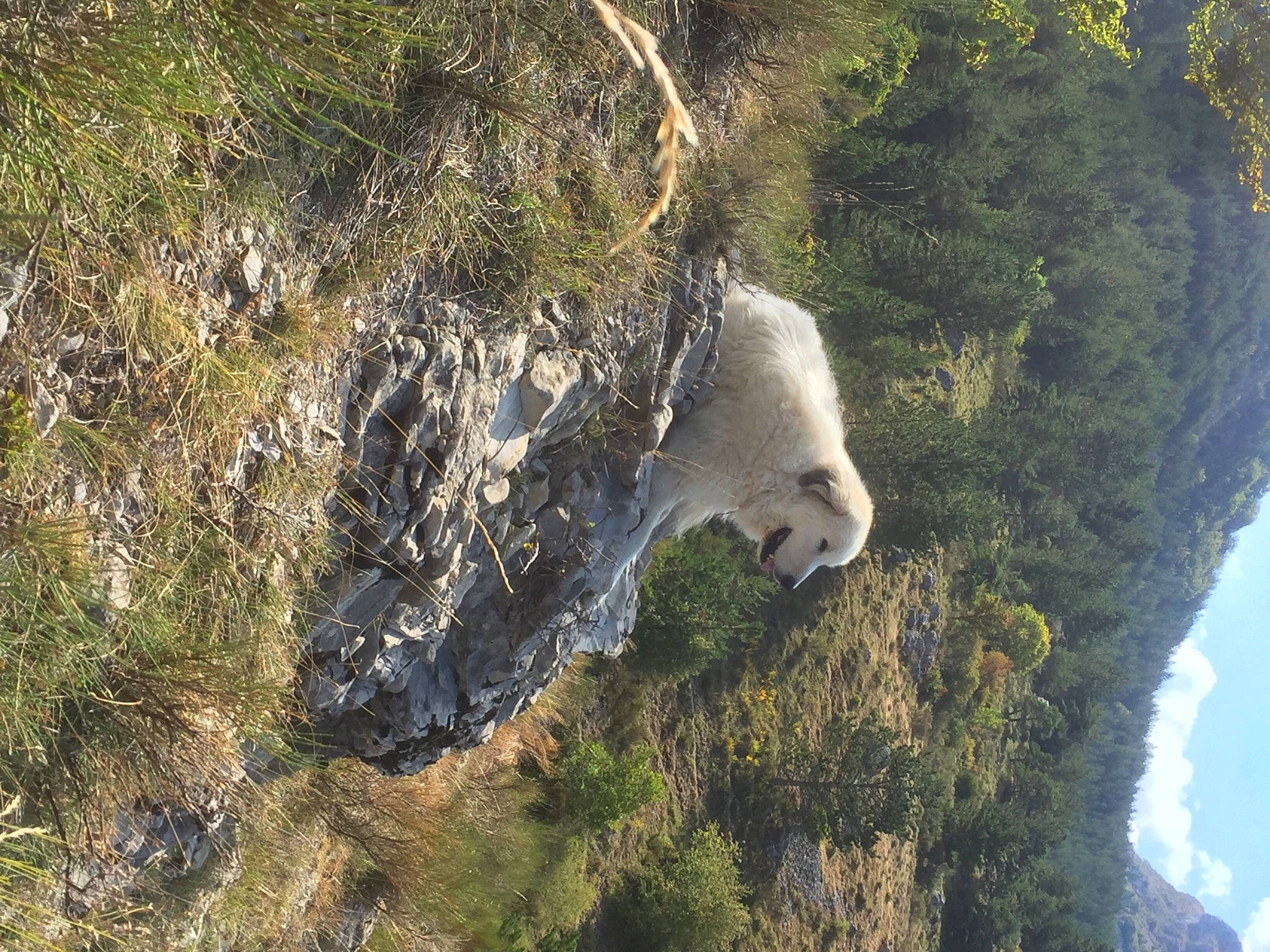 Houpi a rejoint le concours — aidez-le/la à gagner de superbes lots ! bedrock, biome, forest, formation, grass, klippe, landscape, mountain, natural_landscape, nature_reserve, outcrop, plant, rock, sky, soil, terrain, tree, trunk, water, wood