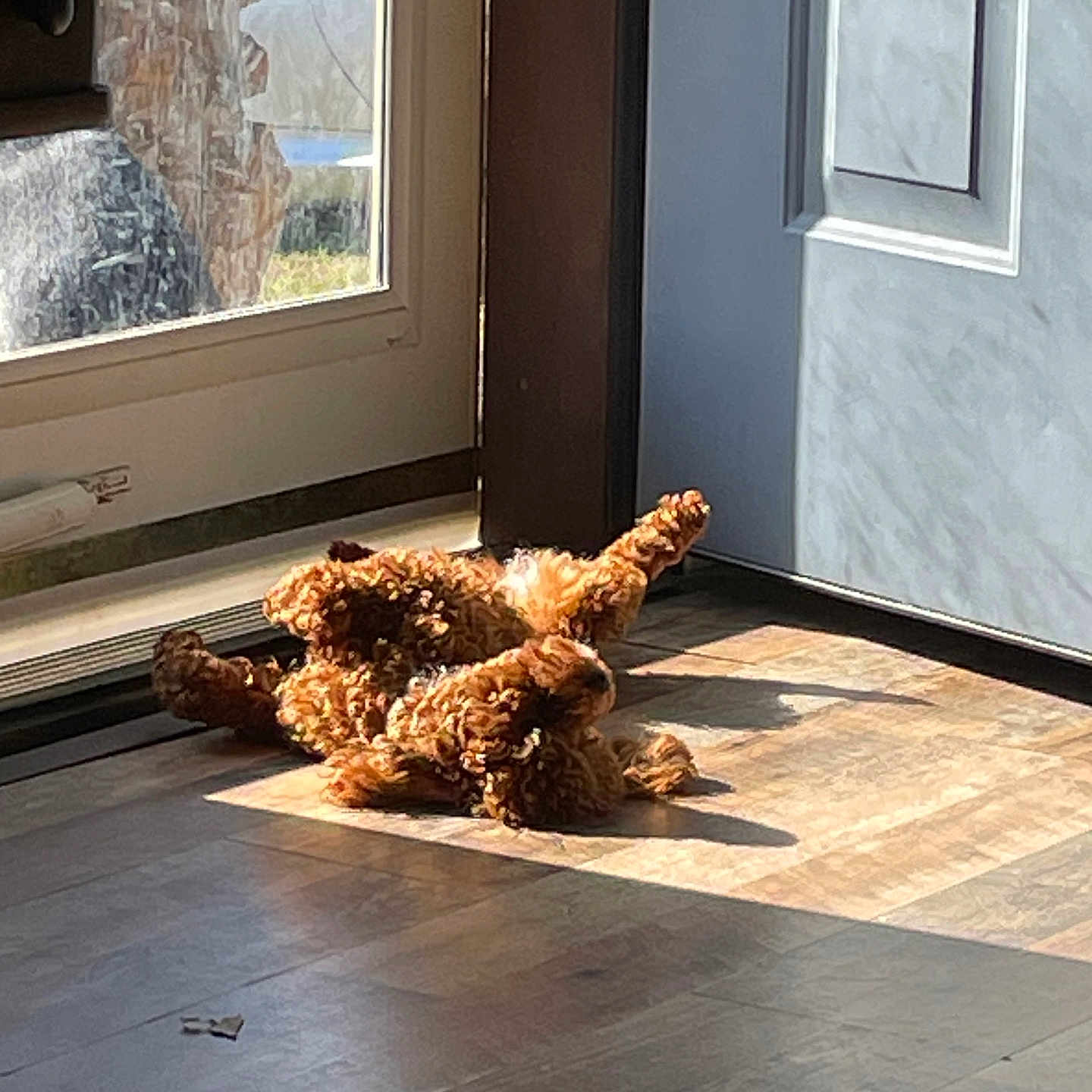 Lucy joined the competition — help win amazing prizes! animal, canine, cozy, curly_fur, daylight, dog, door, floor, fur, home, indoor, pet, playful, relaxing, resting, shadow, sunbeam, sunlight, window, wooden_floor