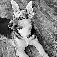 Kai joined the competition — help win amazing prizes! alert, animal, black_and_white, canine, dog, domestic_animal, ears_up, floor, fur, indoor, looking_away, lying_down, muzzle, paws, pet, portrait, quiet, snout, texture, wooden_floor