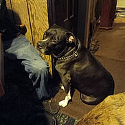 Ryder Ray joined the competition — help win amazing prizes! dog, black_dog, indoor, person, jeans, brown_shoes, wood_paneling, chain_collar, carpet, door, furniture, sitting, pet, animal, floor, shadow, warm_lighting, home, casual, relaxed