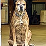 dog, sitting, chain_collar, garage, indoors, pet, brown_fur, guard_dog, floor, doorway, tool_storage, metal_chain, animal, canine, watchful, furniture, wood_floor, domestic, quiet, calm