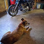 Koda Mae is registered to the contest to win money with this photo: dog, motorcycle, garage, concrete_floor, tools, workshop, vehicle, brown_dog, indoor, floor, machine, metal, equipment, pet, resting, side_view, tire, seat, handlebar, storage