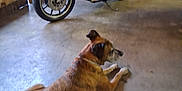 Koda Mae is registered to the contest to win money with this photo: brown_dog, concrete_floor, dog, equipment, floor, garage, handlebar, indoor, machine, metal, motorcycle, pet, resting, seat, side_view, storage, tire, tools, vehicle, workshop
