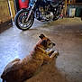 dog, motorcycle, garage, concrete_floor, tools, workshop, vehicle, brown_dog, indoor, floor, machine, metal, equipment, pet, resting, side_view, tire, seat, handlebar, storage