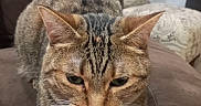 Rolo joined the competition — help win amazing prizes! animal, brown, cat, closeup, couch, cozy, domestic_cat, ears, feline, fur, furniture, home, indoor, looking_down, pet, pillow, resting, striped, tabby_cat, whiskers